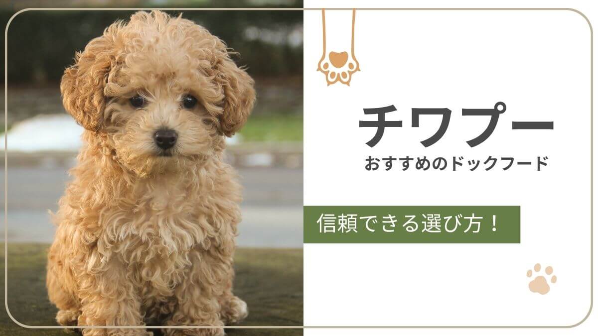 チワプーにおすすめのドッグフード。小型犬に合うごはんを徹底解説