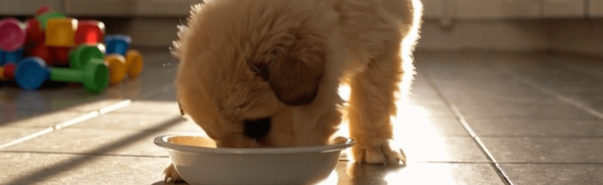 このこのごはん　食事中