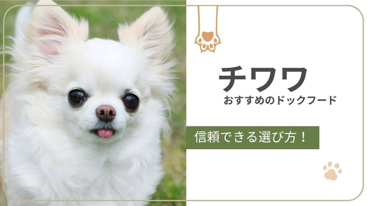 チワワにおすすめのドッグフード。少食や涙やけに配慮した選び方とおすすめ商品を紹介
