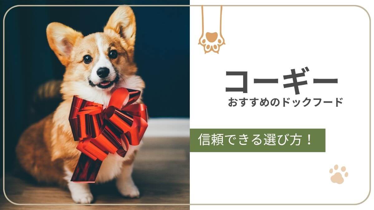 コーギーにおすすめのドッグフード。肥満や腰にやさしいフードの選び方とおすすめ商品を紹介