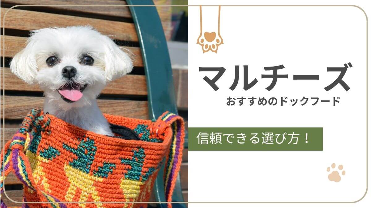 マルチーズにおすすめのドッグフード　涙やけ予防や毛並み維持に役立つごはん選びを紹介