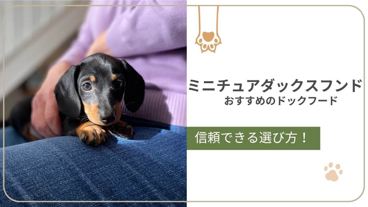 ミニチュア・ダックスフンドにおすすめのドッグフード。腰の負担や体重管理に役立つごはん選びを紹介