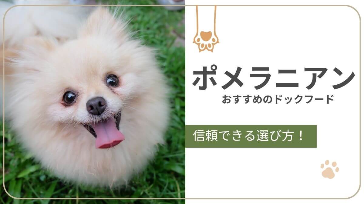 ポメラニアンにおすすめのドッグフード。毛並みと皮膚の健康に配慮したごはん選びとおすすめ商品を紹介