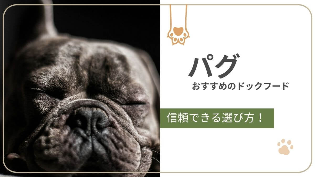 パグにおすすめのドッグフード。皮膚や呼吸、体重管理に配慮したごはん選びとおすすめ商品を紹介