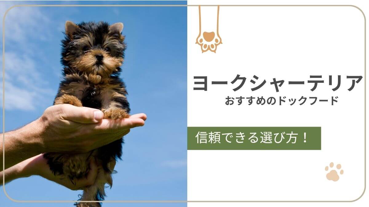 ヨークシャー・テリアにおすすめのドッグフード。毛並みの維持と歯の健康に配慮したごはん選びと商品を紹介