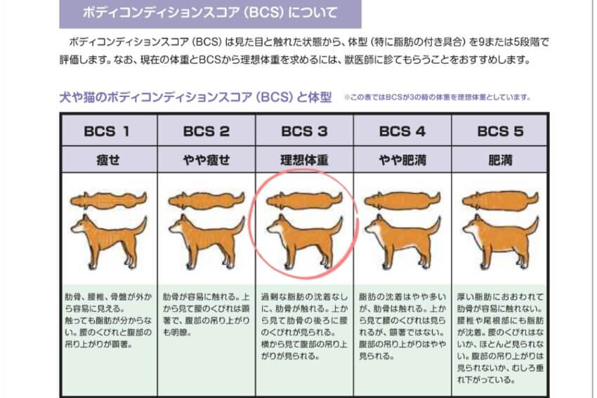 犬のボディコンディションスコア（BCS）の図表。痩せから肥満まで5段階に分類された体型評価
