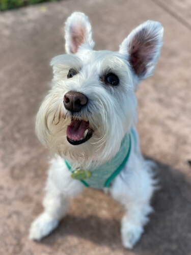 ミニチュアシュナウザーが元気にお座りしている様子。愛犬に合ったドッグフード選びに関する解説パート用の画像