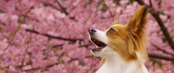 桜の前で見上げるパピヨン。腸内環境を整えて免疫力を高めることが、元気な毎日に繋がる。