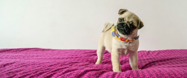 パグの子犬がベッドの上で立っている可愛い写真。子犬のごはんの与え方や食事管理のイメージ