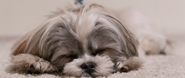 ぐったりと眠るシーズー。吐き戻しの原因にはさまざまな可能性があるため注意が必要。