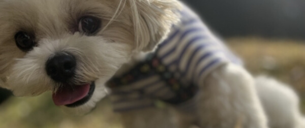 首をかしげながらこちらを見るシーズー。吐いた後に飼い主ができるケアを正しく知っておくことが大切。