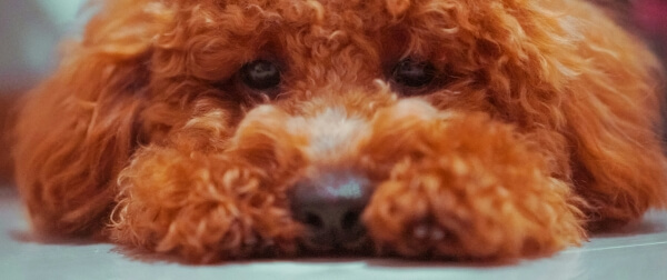 伏せてしょんぼりしたトイプードルの写真。ドッグフードを食べない時の5つの対策を紹介するパートのイメージ