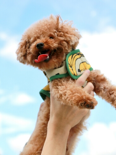 空に向かって持ち上げられた元気なトイプードルの写真。愛犬に合うドッグフードの選び方を解説するパートのイメージ