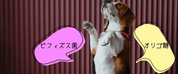 ビフィズス菌とオリゴ糖の吹き出しがあるポップな背景の前で、おすわりするビーグル。腸内環境を整える無添加フードで、お腹にやさしい毎日を。