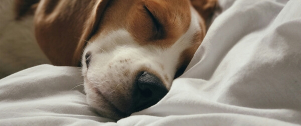 ベッドで穏やかに眠るビーグル。椎間板ヘルニアへの配慮や安静を意識したフード＆ケアのイメージ。