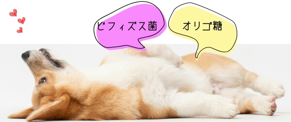 ビフィズス菌とオリゴ糖の吹き出しが付いた仰向けのコーギー