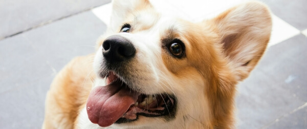 舌を出して見上げるコーギー。ドッグフードの適量管理が必要な犬種。