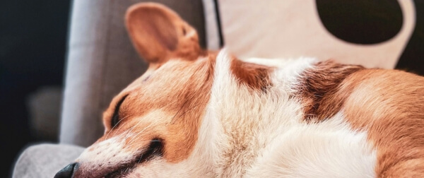 ソファで休むコーギーの写真。椎間板ヘルニアに注意が必要な犬種。
