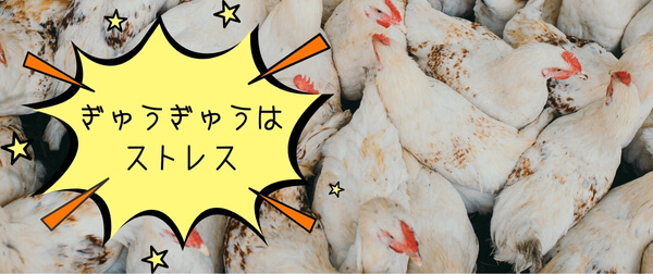 狭い空間でぎゅうぎゅうに詰められた鶏たちと「ぎゅうぎゅうはストレス」の文字