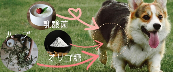 芝生を走るコーギーと、乳酸菌・オリゴ糖・ハーブのイメージ素材