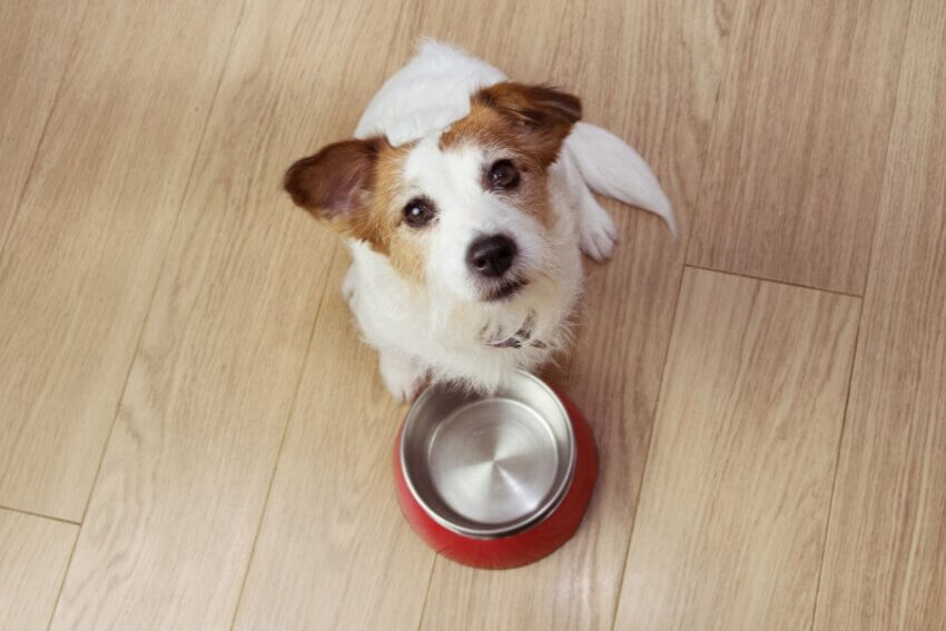 空になったフードボウルの前で見上げる犬の写真。食いつきの良さを表現