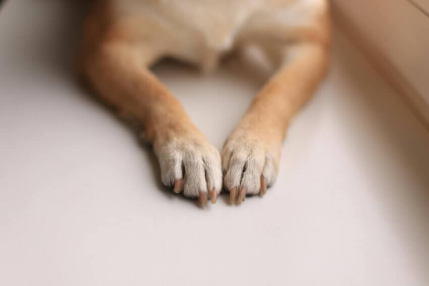 犬の前足をアップで撮影した写真。関節や年齢ケアのイメージに最適
