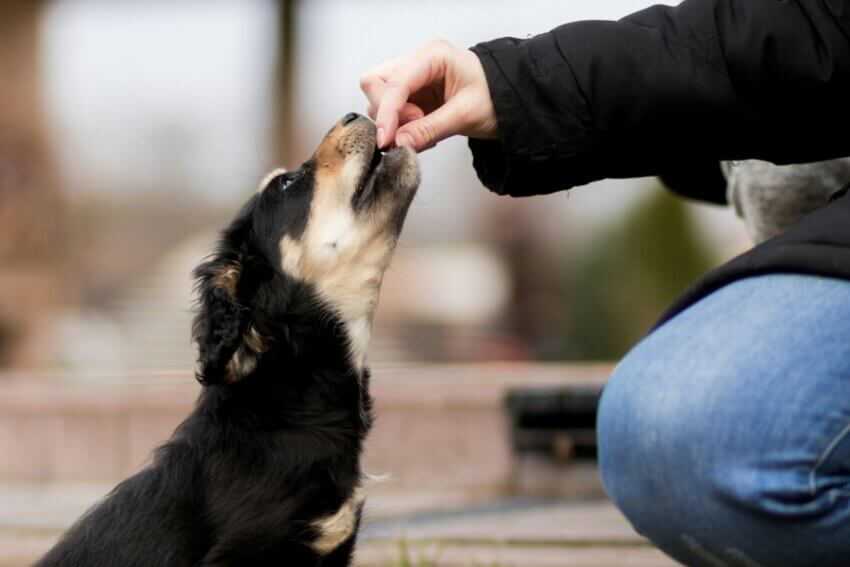 飼い主の手からフードをもらう犬の様子