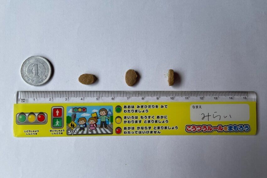 ミシュワンの粒を1円玉と定規でサイズ比較した写真